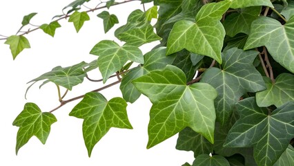 green leaves on white background