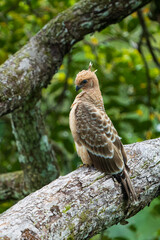 Wallace's Hawk-eagle (Nisaetus nanus)