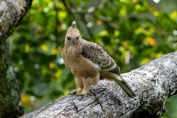 Wallace's Hawk-eagle (Nisaetus nanus)