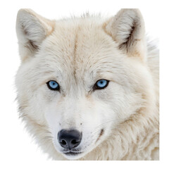 Another white wolf with blue eyes in a frontal pose