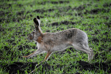 European hare running on grass in early spring in a field.