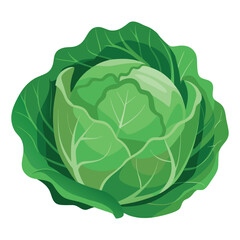 Print green cabbage vector isolated on white background