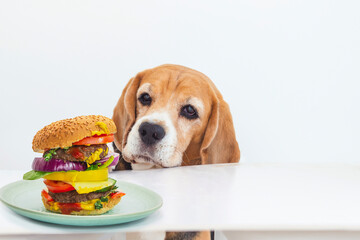 funny beagle dog face looking at burger on table