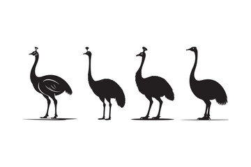 Emu Silhouette Vector Ostrich Clipart Cassowary Bird Design