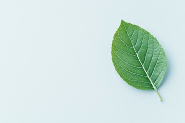 capture single vibrant green leaf isolated on pure white background showcasing its intricate veins and vivid color
