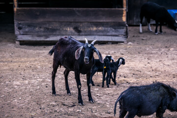 Black family goat in farm 