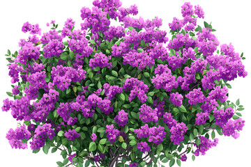 Obraz premium A purple flowering bush with green leaves, transparent background 