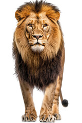 Isolated Lion Walking Towards the Camera