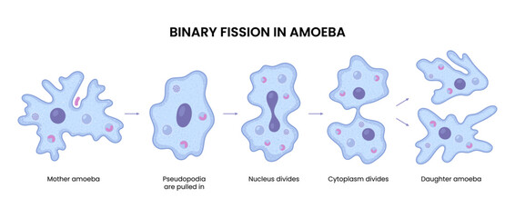 Vector illustration of an amoeba undergoing binary fission, demonstrating cellular division in biology. Ideal for educational and scientific purposes.