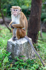 Sri Lanka, Dambulla, Golden Temple, Toque Macaque (Macaca sinica)