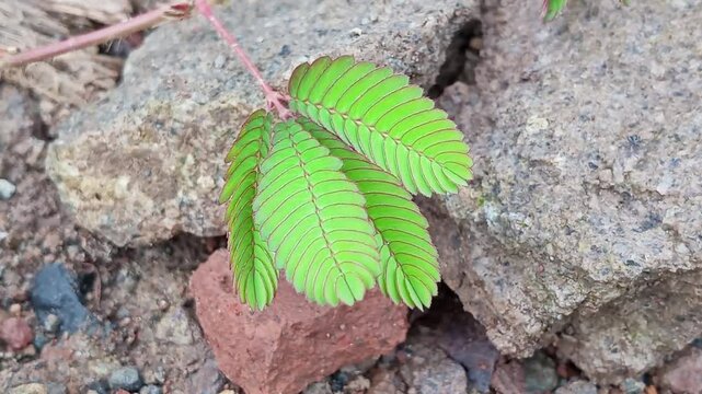 The Mimosa Pudica plant has the ability to perform seismonastic movements (thigmonasty), so that when part of the tree is exposed to wind or touched, the leaves will close.