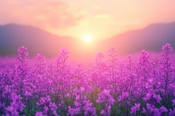 Fototapeta premium Serene floral landscape of vibrant purple wildflowers in full bloom at sunset with mountains and soft light