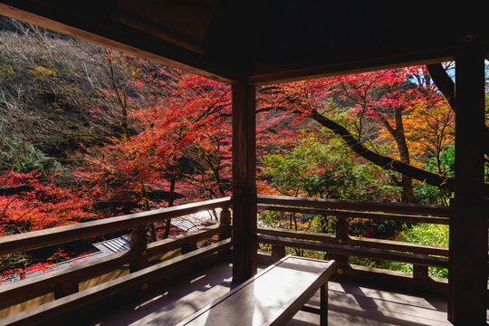 Colorful view of fall foliage with light and shadow from Kifune Jinja (Kifune Shrine), autumn scene at Kibune on Mount Kurama, Kyoto Prefecture, Kansai, Japan.