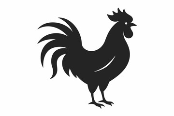rooster isolated on white background