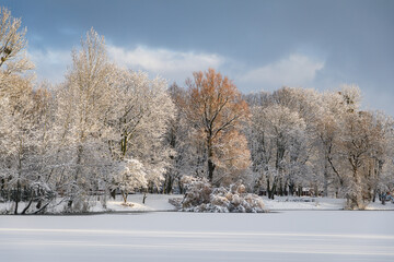 Snow-covered trees on the lake in South Park in Kaliningrad