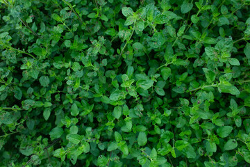 Obraz premium high contrast tropical plant background 