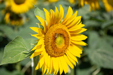 Girasoli colline marchigiane apicoltura