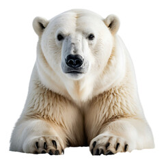 Fototapeta premium Polar bear close-up with black nose and fur details