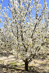 Kirschblüte, Apulien, Italien