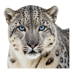 Fototapeta premium Snow leopard close-up portrait with piercing eyes