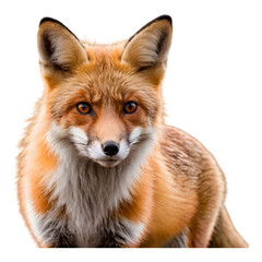 Obraz premium Another Red Fox Face with Detailed Fur Texture