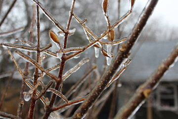 Ice Storm