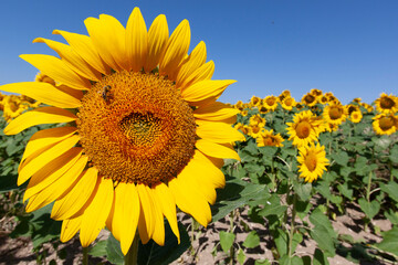 Girasoli apicoltura
