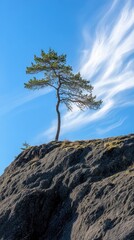 Obraz premium Solitary Pine Tree Standing Tall on Rocky Hilltop Against Bright Blue Sky with Wispy Clouds Landscape
