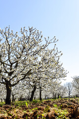 Naklejka premium Kirschblüte, Apulien, Italien