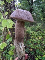 Tall, stately mushroom Leccinum duriusculum