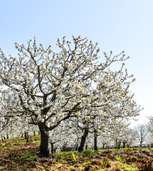 Fototapeta premium Kirschblüte, Apulien, Italien
