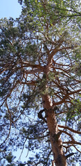 Majestic pine tree reaching for the sky on a sunny day surrounded by lush greenery in a serene forest setting