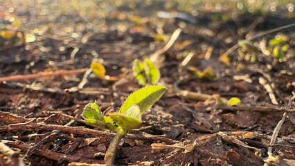small plants growing in spring