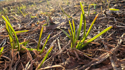 small plants growing in spring