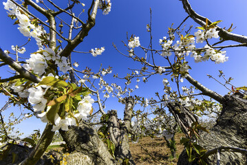 Kirschblüte, Apulien, Italien