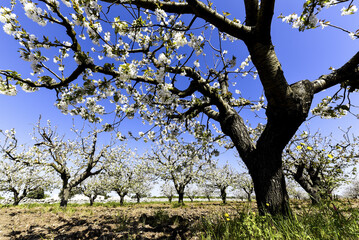Kirschblüte, Apulien, Italien
