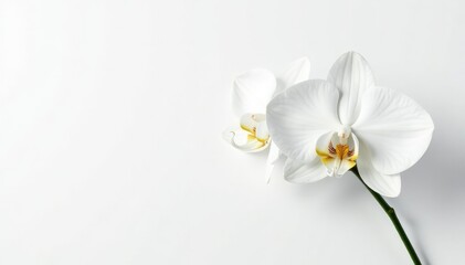 Delicate white orchid blossom against pure white backdrop, pure, beauty, nature