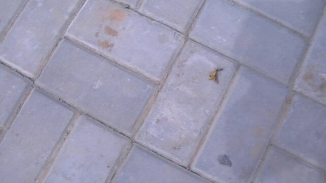 Big aunt dragging food larger than his size 