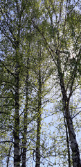 Obraz premium Sunlight filters through the vibrant green canopy of tall trees, capturing the essence of a peaceful day in the forest