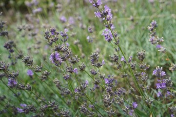 Flowering lavender branches with lilac flowers in the field in summer as a concept of a catalog of medicinal herbs for folk medicine and cosmetology