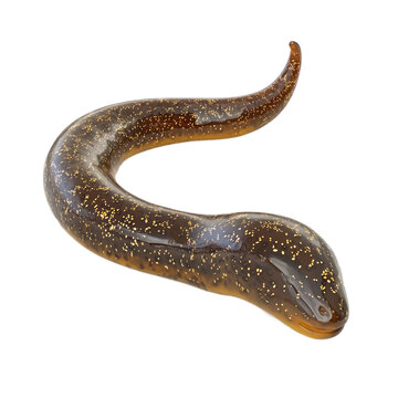 3D icon of Dugesia tigrina (Brown planarian) isolated on transparency background