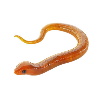 3D icon of Enterobius vermicularis (Pinworm) isolated on transparency background