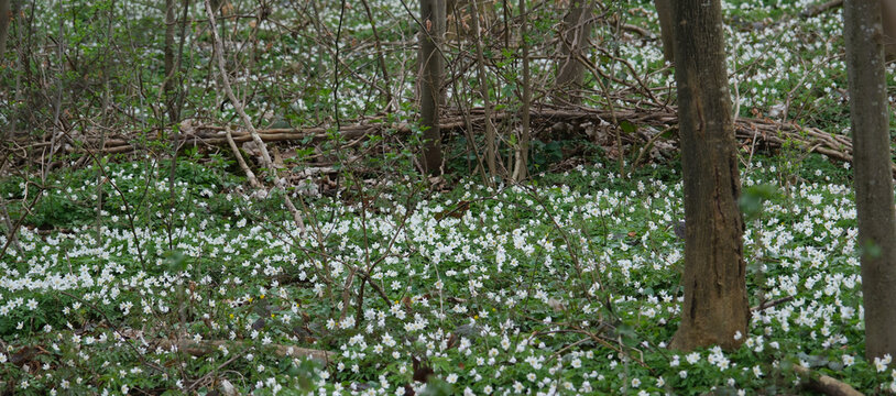 Fr&uuml;hjahrsbl&uuml;her im Wald, weisse Blumen am Waldboden im Fr&uuml;hling, Bl&uuml;tenteppiche der Buschwindr&ouml;schen, Pflanzenart aus der Gattung der Windr&ouml;schen, Buschwindrose