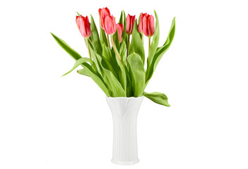 red tulips in white vase isolated on white or transparent png © David Kreuzberg