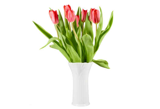 red tulips in white vase isolated on white or transparent png