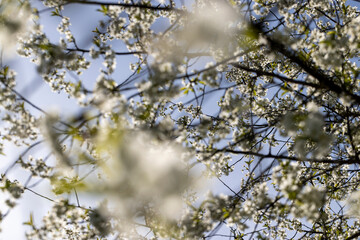 sunny weather in an orchard with cherries