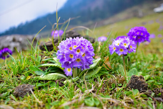 Drumstick primrose, also known as Primula denticulata, is a herbaceous perennial native to the Himalayan region.