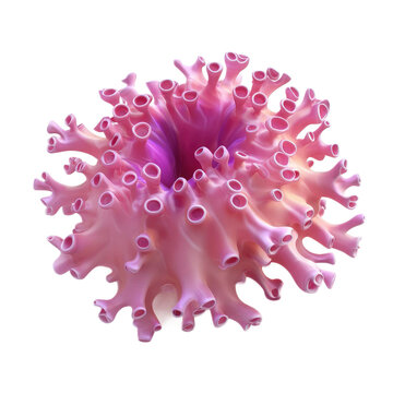 3D icon of Botryllus (Colonial tunicate) isolated on transparency background