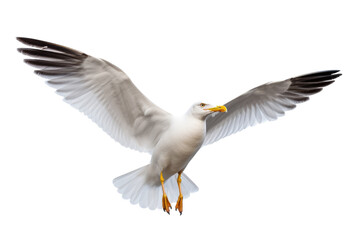 Isolated Seagull PNG on transparent background
