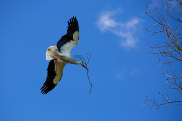cigüeña volando con una rama en el pico para su nido